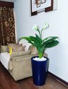 Ver imagem 1 de Copo de Leite Decoração Realista + Vaso Decorativo