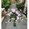Planta Artificial Clematis Real Toque Árvore com 1.40m - 4