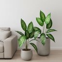 Ver imagem 1 de Kit 5 Plantas Artificiais Comigo Ninguém Pode Decoração Ambiente Interno Árvore Decorativa