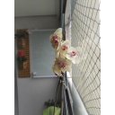 Ver imagem 3 de Treliça, Floreira, Jardim Vertical, Painel de Plantas T4