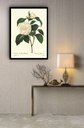 Ver imagem 1 de Quadro Decorativo Botânica Flor Camélia - 70x50cm:moldura Preta