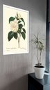 Ver imagem 2 de Quadro Decorativo Botânica Flor Camélia - 70x50cm:moldura Preta
