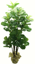 Ver imagem 1 de Arvore Planta Ficus Lyrata 4 Hastes 150cm Folahgem Realista