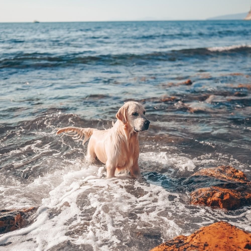 Adesivo para Box de Banheiro 3d Cachorro no Mar Largura Total até 120cm - 2