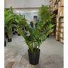 Planta Artificial Zamioculca Decoração Sala com 1.00 Metros - 3