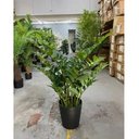 Ver imagem 4 de Planta Artificial Zamioculca Decoração Sala com 1.00 Metros