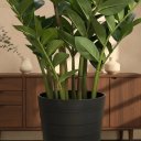 Ver imagem 6 de Planta Artificial Zamioculca Decoração Sala com 1.00 Metros