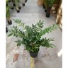 Planta Artificial Zamioculca Decoração Sala com 1.00 Metros - 4