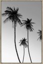Ver imagem 1 de Quadro Decorativo de Canvas Palm Beach a 60 X 90 X 3,5 Cm - Visage