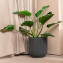 Ver imagem 4 de Vaso Ritmo 32 (20l) Cor Preto Mármore Vasap