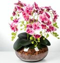 Ver imagem 3 de Vaso de Vidro Terrario Bacia Transparente 28 cm - Grillo Decor