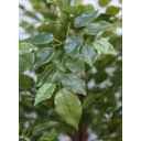 Ver imagem 4 de Arvore Planta Artificial Grande Fícus Premium Verde 1,86mt