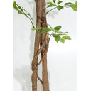Ver imagem 3 de Arvore Planta Artificial Grande Fícus Premium Verde 1,86mt