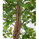 Ver imagem 5 de Arvore Planta Artificial Grande Fícus Premium Verde 1,86mt