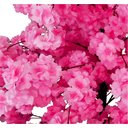 Ver imagem 2 de Planta Artificial Árvore Cerejeira Sakura 1,80 Metros de Altura