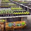 Ver imagem 5 de Terra Especial para Cactos e Suculentas (2kg) Vitaplan