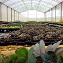 Ver imagem 6 de Terra Especial para Cactos e Suculentas (2kg) Vitaplan