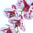 Ver imagem 3 de Arranjo de Orquídea Mesclada em Vaso Branco Fosco Lívia