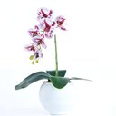 Ver imagem 1 de Arranjo de Orquídea Mesclada em Vaso Branco Fosco Lívia