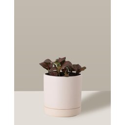 Vaso de Cerâmica com Prato para Plantas Creme Pequeno - 6