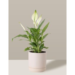 Vaso de Cerâmica com Prato para Plantas Creme Pequeno - 4