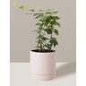 Vaso de Cerâmica com Prato para Plantas Creme Pequeno - 5