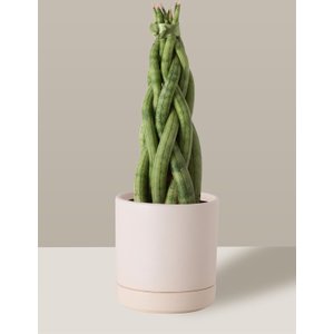 Vaso de Cerâmica com Prato para Plantas Creme Pequeno