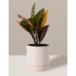 Vaso de Cerâmica com Prato para Plantas Creme Pequeno - 3