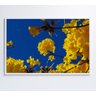 Quadro Árvore Ipê Amarelo no Céu Azul Decor&quadros Nat155 60x90 Cm Adesivo Fotográfico - 1