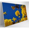 Quadro Árvore Ipê Amarelo no Céu Azul Decor&quadros Nat155 60x90 Cm Adesivo Fotográfico - 4