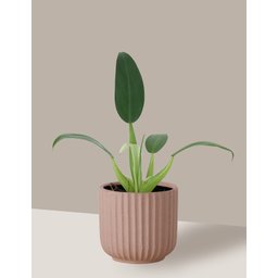 Vaso Cachepô de Cerâmica para Plantas Camurça PE - 5