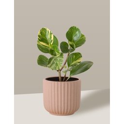 Vaso Cachepô de Cerâmica para Plantas Camurça PE - 1