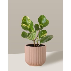 Vaso Cachepô de Cerâmica para Plantas Camurça PE