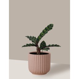 Vaso Cachepô de Cerâmica para Plantas Camurça PE - 4