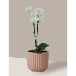 Vaso Cachepô de Cerâmica para Plantas Camurça PE - 2