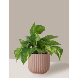 Vaso Cachepô de Cerâmica para Plantas Camurça PE - 6