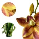 Ver imagem 5 de Kit 7 Orquídeas Artificiais Laranja Toque Real Silicone Decoração Festa Casa Escritório