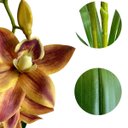 Ver imagem 4 de Kit 7 Orquídeas Artificiais Laranja Toque Real Silicone Decoração Festa Casa Escritório