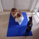 Ver imagem 5 de Tapete Gelado Gato Cachorro Cao Pet Verao Refrescante Confortavel Macio Calor Sol Dia Quente Alta Te