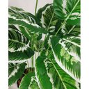 Ver imagem 2 de Arvore Planta Aglaonema Larga 18 Folhas 78cm artificial