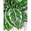 Ver imagem 3 de Arvore Planta Aglaonema Larga 18 Folhas 78cm artificial