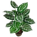 Ver imagem 1 de Arvore Planta Aglaonema Larga 18 Folhas 78cm artificial