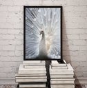 Ver imagem 1 de Quadro Decorativo Fotografia Pavão Branco 24x18cm - com Vidro:madeira Preta
