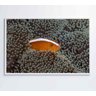 Quadro Peixe Palhaço em Anêmona no Mar Decor&Quadros NAT147 - 7