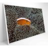 Quadro Peixe Palhaço em Anêmona no Mar Decor&Quadros NAT147 - 4
