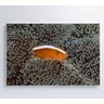 Quadro Peixe Palhaço em Anêmona no Mar Decor&Quadros NAT147 - 6