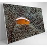 Quadro Peixe Palhaço em Anêmona no Mar Decor&Quadros NAT147 - 3
