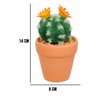 Vaso com Cacto Ferocactus Orcuttii Verde com Flor Amarela 14x6 Cm - Du0027rossi - 2