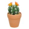 Vaso com Cacto Ferocactus Orcuttii Verde com Flor Amarela 14x6 Cm - Du0027rossi - 1