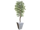 Ver imagem 1 de Planta Artificial Ficus Verde Creme 2,10m kit + Vaso Trapezio D. Grafiato Cinza 40cm